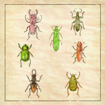Vintage Victorian drawing illustration of a collection of Beetle insects like the Beetle, Broad-Nosed Weevil and Buprestis Beetle in full color on antique paper.