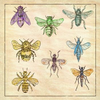 Vintage Victorian drawing illustration of a collection of Bees and Flies in full color on antique paper.