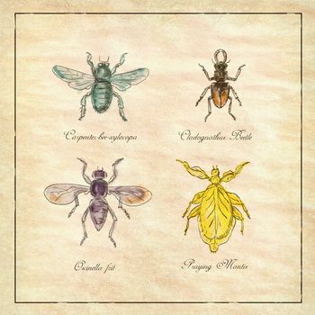 Vintage Victorian drawing illustration of a collection of insects like the Carpenter Bee, Beetle, Oscinella Frit and Praying Mantis on antique paper