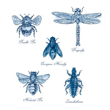 Vintage drawing illustration of a collection of insects like the Bumble Bee, European Hoverfly, Dragonfly, Hlalactid Bee, and Lice  in blue duotone on isolated white background.