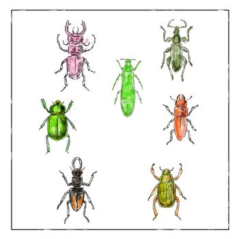 Vintage Victorian drawing illustration of a collection of Beetle insects like the Beetle, Broad-Nosed Weevil and Buprestis Beetle in full color on white background.