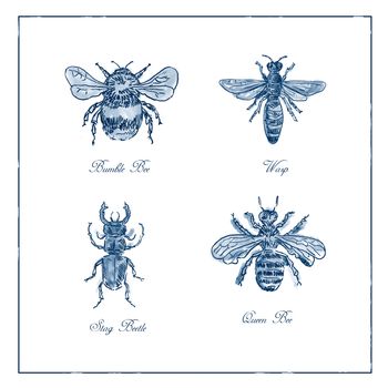 Vintage drawing illustration of a collection of insects like the Bumble Bee, Wasp, Stag Beetle and Queen Bee in blue duotone on isolated white background.