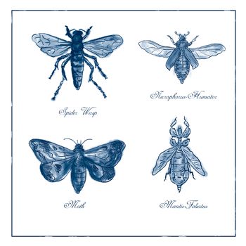 Vintage drawing illustration of a collection of insects like the Spider Wasp, Moth, Necrophorus Humator beetle, Mantis Foliatus in blue duotone on isolated white background.