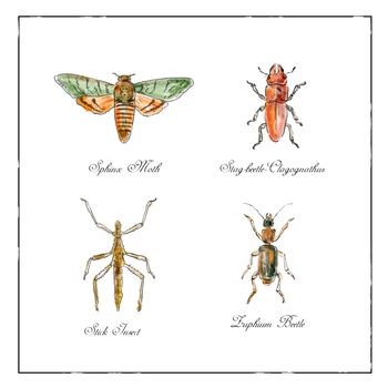 Vintage Victorian drawing illustration of a collection of insects like the Sphinx Moth, Stag beetle, Stick Insect and Zuphium Beetle in full color on isolated white background.