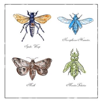 Vintage drawing illustration of a collection of insects like the Spider Wasp, Moth, Necrophorus Humator beetle, Mantis Foliatus in full color on isolated white background.