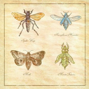 Vintage drawing illustration of a collection of insects like the Spider Wasp, Moth, Necrophorus Humator beetle, Mantis Foliatus on antique paper.