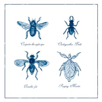 Vintage Victorian drawing illustration of a collection of insects like the Carpenter Bee, Beetle, Oscinella Frit and Praying Mantis duotone on isolated white background.