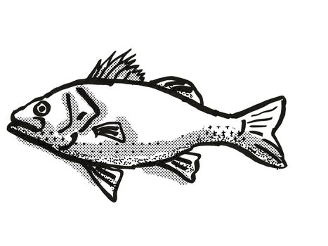 Retro cartoon style drawing of a Australian Bass , a native Australian marine life species viewed from side on isolated white background done in black and white