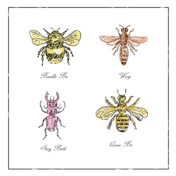 Vintage drawing illustration of a collection of insects like the Bumble Bee, Wasp, Stag Beetle and Queen Bee in full color on isolated white background.