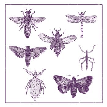 Vintage Victorian drawing illustration of a collection of insects like the Moth, Dragonfly, Mantis and Stick Insect in duotone on white background.