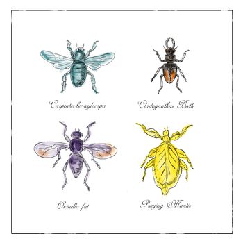 Vintage Victorian drawing illustration of a collection of insects like the Carpenter Bee, Beetle, Oscinella Frit and Praying Mantis on isolated white background.