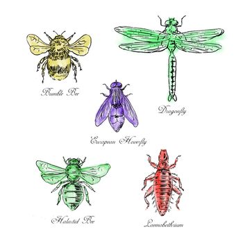 Vintage drawing illustration of a collection of insects like the Bumble Bee, European Hoverfly, Dragonfly, Hlalactid Bee, and Lice  in color on isolated white background.