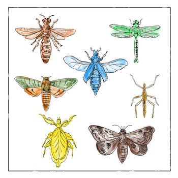 Vintage Victorian drawing illustration of a collection of insects like the Moth, Dragonfly, Mantis and Stick Insect in full color on white background.