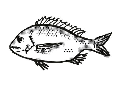 Retro cartoon style drawing of a silver bream , a native Australian marine life species viewed from side on isolated white background done in black and white