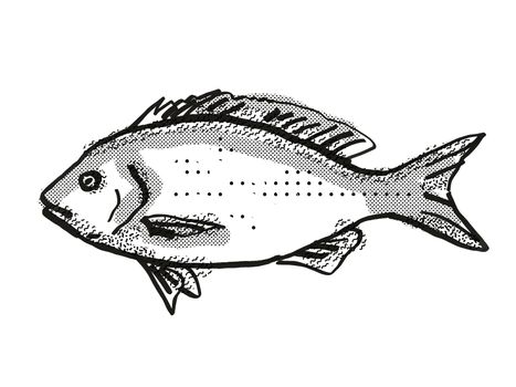 Retro cartoon style drawing of a Blue Drummer , a native Australian marine life fish species viewed from side on isolated white background done in black and white.