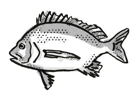 Retro cartoon style drawing of a Pikey Bream , a native Australian marine life species viewed from side on isolated white background done in black and white