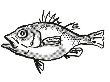 Retro cartoon style drawing of a Spinycheek Seabass , a native Australian marine life species viewed from side on isolated white background done in black and white.
