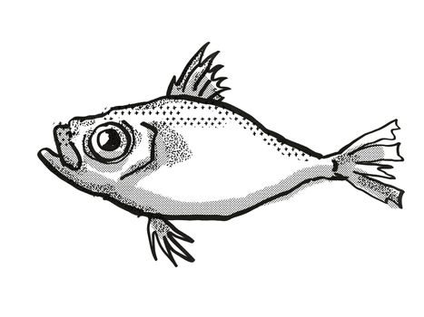 Retro cartoon style drawing of a Japanese Dory , a native Australian marine life species viewed from side on isolated white background done in black and white.