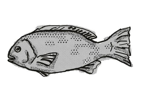 Retro cartoon style drawing of a Western Rock Blackfish , a native Australian marine life fish species viewed from side on isolated white background done in black and white.