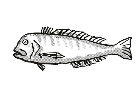 Retro cartoon style drawing of a Australian Barred Tilefish  , a native Australian marine life species viewed from side on isolated white background done in black and white.