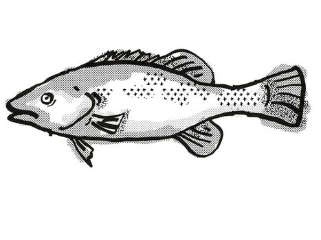 Retro cartoon style drawing of a Trout Cod  , a native Australian marine life species viewed from side on isolated white background done in black and white. 