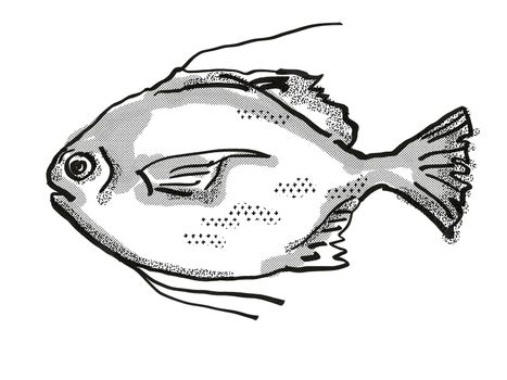 Retro cartoon style drawing of a Threadfin Scat  , a native Australian marine life species viewed from side on isolated white background done in black and white.