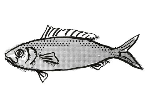 Retro cartoon style drawing of a Australian Herring , a native Australian marine life species viewed from side on isolated white background done in black and white.