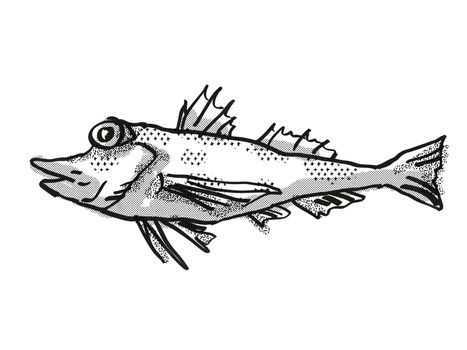 Retro cartoon style drawing of a Saumarez Gurnard  , a native Australian marine life species viewed from side on isolated white background done in black and white.