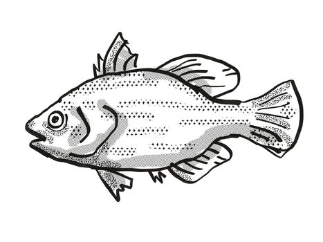 Retro cartoon style drawing of a Spikey Bass , a native Australian marine life species viewed from side on isolated white background done in black and white.