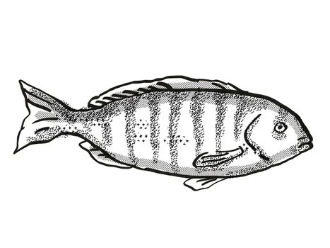 Retro cartoon style drawing of a Zebrafish , a native Australian marine life fish species viewed from side on isolated white background done in black and white.