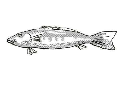 Retro cartoon style drawing of a blue cod , a native New Zealand marine life species viewed from side on isolated white background done in black and white
