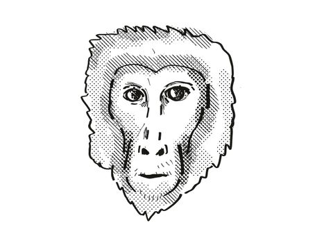 Retro cartoon style drawing head of a Assam Macaque , a monkey species viewed from front on isolated white background done in black and white