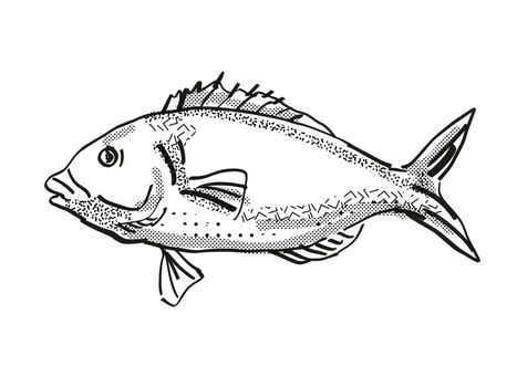 Retro cartoon style drawing of a tarakihi, a native New Zealand marine life species viewed from side on isolated white background done in black and white
