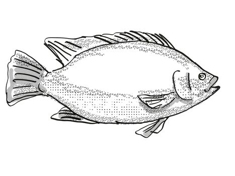 Retro cartoon style drawing of a Tilapia, a mainly freshwater fish marine life species viewed from side on isolated white background done in black and white
