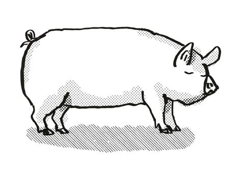 Retro cartoon style drawing of a Middle White sow or boar, a pig breed viewed from side on isolated white background done in black and white