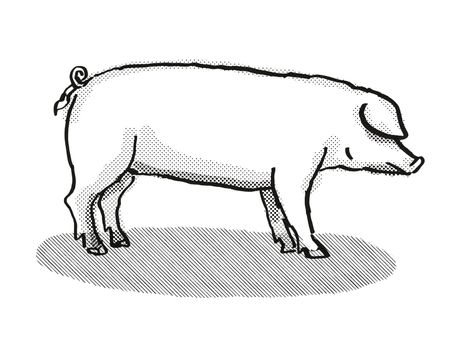Retro cartoon style drawing of a British Landrace  sow or boar, a pig breed viewed from side on isolated white background done in black and white