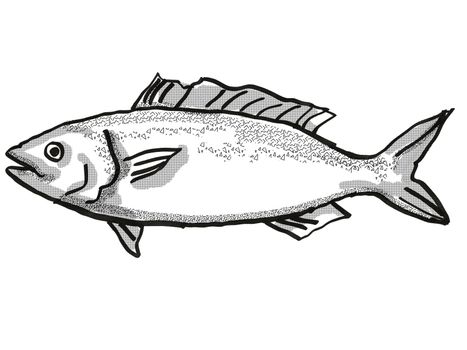Retro cartoon style drawing of a kahawai , a native New Zealand marine life species viewed from side on isolated white background done in black and white