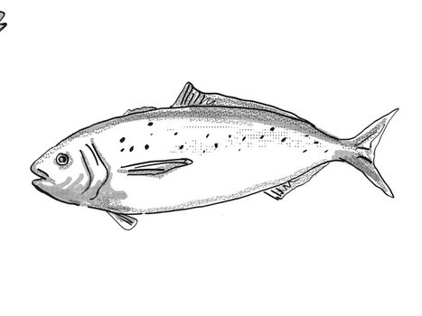 Retro cartoon style drawing of a Blue warehou, a native New Zealand marine life species viewed from side on isolated white background done in black and white