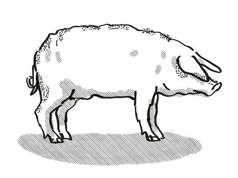 Retro cartoon style drawing of a Mangalitza sow or boar, a pig breed viewed from side on isolated white background done in black and white