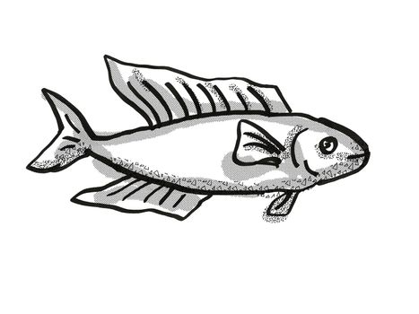 Retro cartoon style drawing of a Butterfish or Odax Pullus , a native New Zealand marine life species viewed from side on isolated white background done in black and white