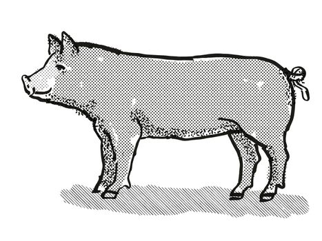 Retro cartoon style drawing of a Berkshire sow or boar, a pig breed viewed from side on isolated white background done in black and white