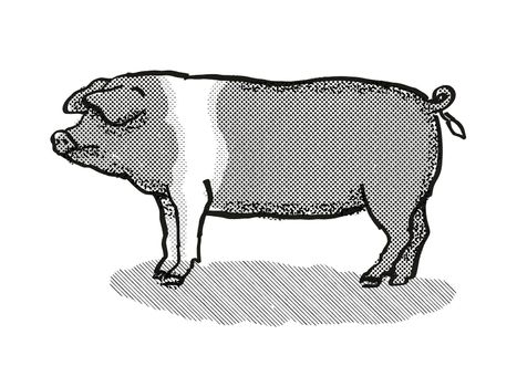 Retro cartoon style drawing of a British Saddleback sow or boar, a pig breed viewed from side on isolated white background done in black and white