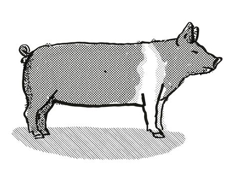 Retro cartoon style drawing of a Hampshire sow or boar, a pig breed viewed from side on isolated white background done in black and white