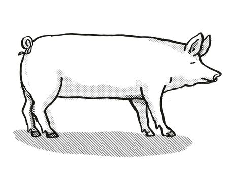 Retro cartoon style drawing of a Large White  sow or boar, a pig breed viewed from side on isolated white background done in black and white
