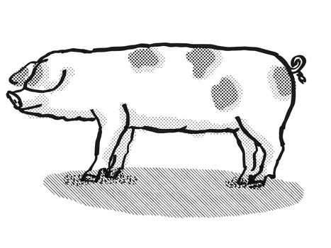 Retro cartoon style drawing of a Gloucestershire Old Spots  sow or boar, a pig breed viewed from side on isolated white background done in black and white