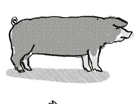 Retro cartoon style drawing of a Poland China sow or boar, a pig breed viewed from side on isolated white background done in black and white