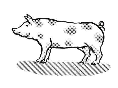 Retro cartoon style drawing of a Pietrain sow or boar, a pig breed viewed from side on isolated white background done in black and white