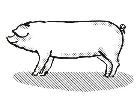 Retro cartoon style drawing of a Welsh  sow or boar, a pig breed viewed from side on isolated white background done in black and white