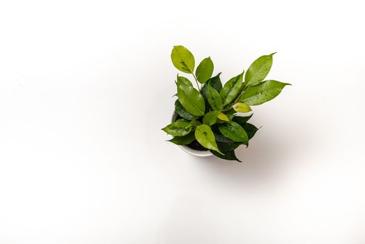 plant in a pot on a white background with copy space