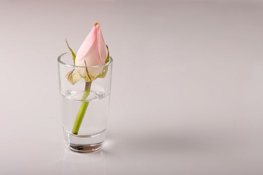 The small rose in transparent glass stack with water and copy space